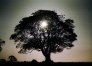 Tree City USA